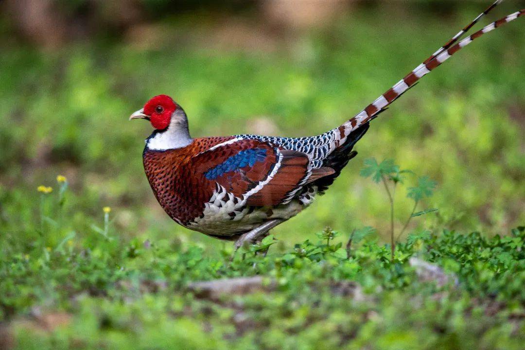 福建省明溪县富硒大米（寿宁富硒大米）-硒宝网