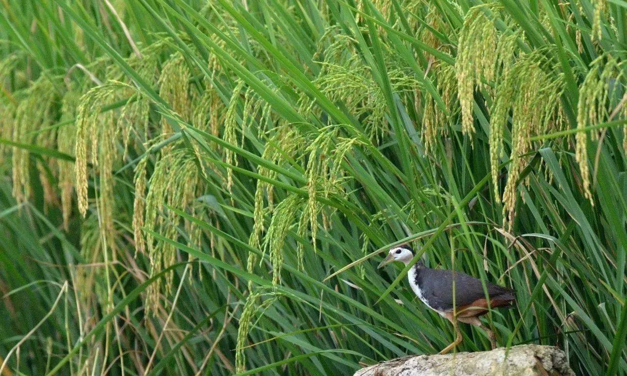 二斤富硒大米有多少粒(大米粒富硒有什么功效)-硒宝网