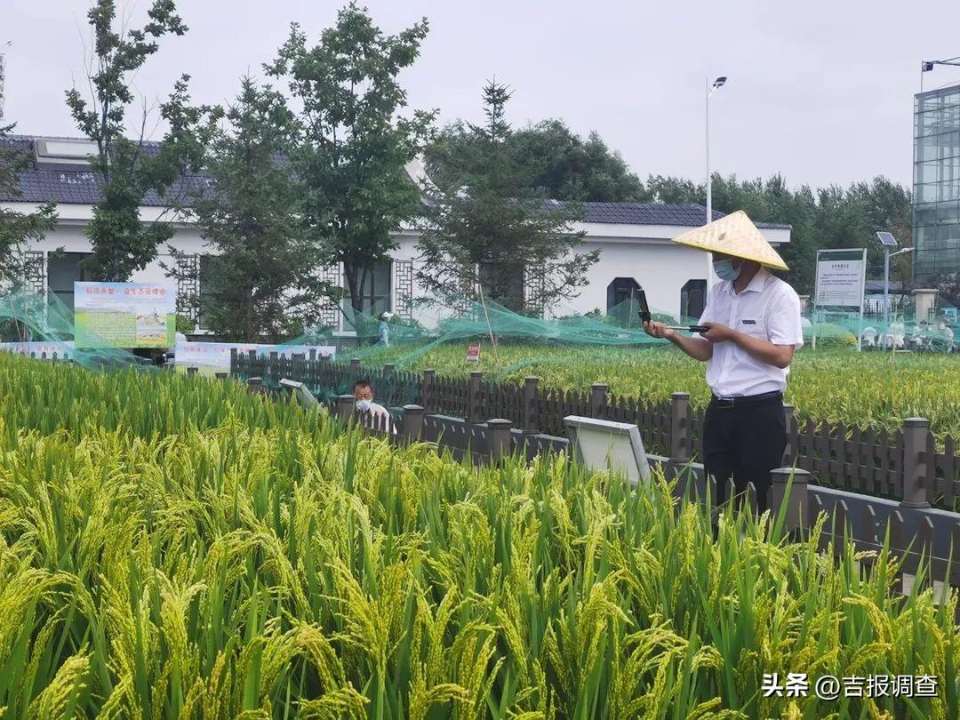长春市九台区富硒大米（珲春富硒大米）-硒宝网