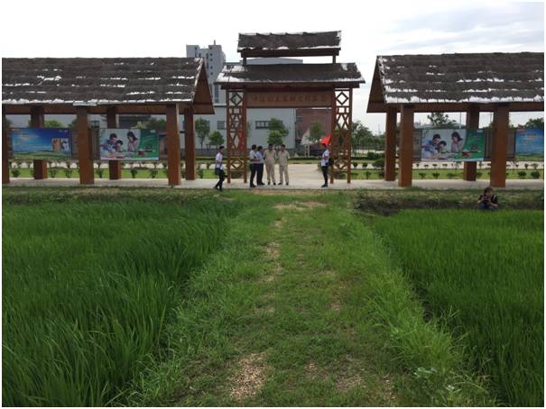 湖北富硒大米富硒含量(富硒大米湖北含量多少)-硒宝网