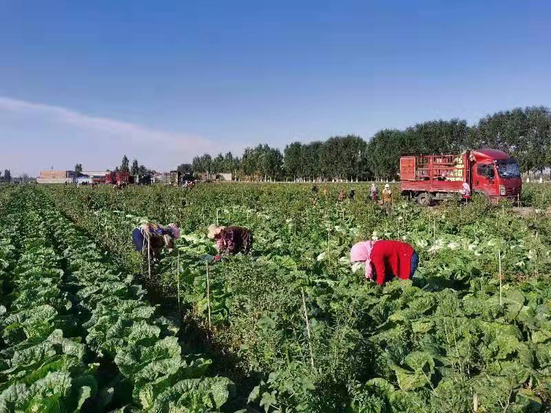 宁夏 富硒大米 企业（宁夏大米加工企业）-硒宝网