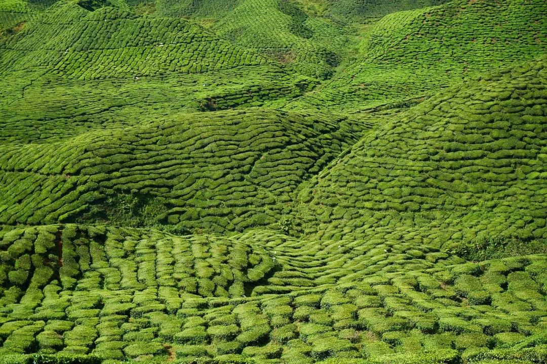 富锌富硒富铁大米标准(富硒大米的执行标准)-硒宝网