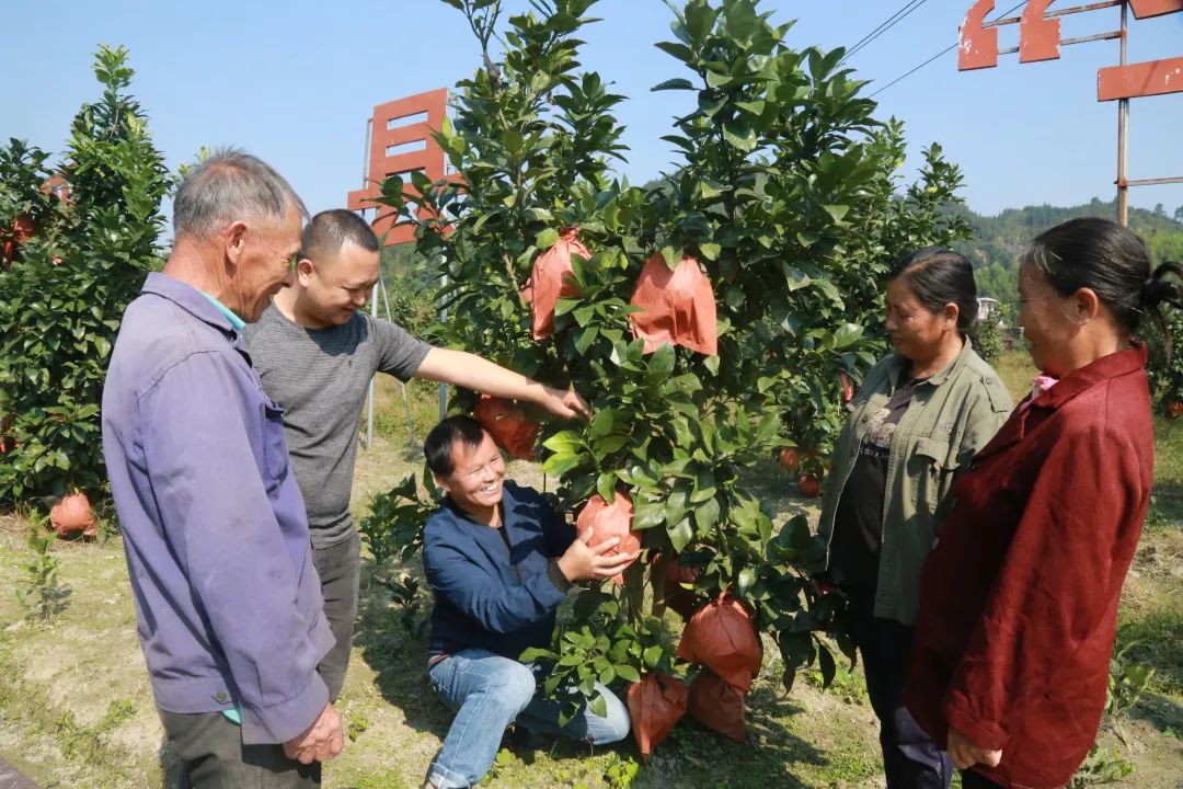 富硒富锌大米武功稻香（富硒稻花香大米）-硒宝网