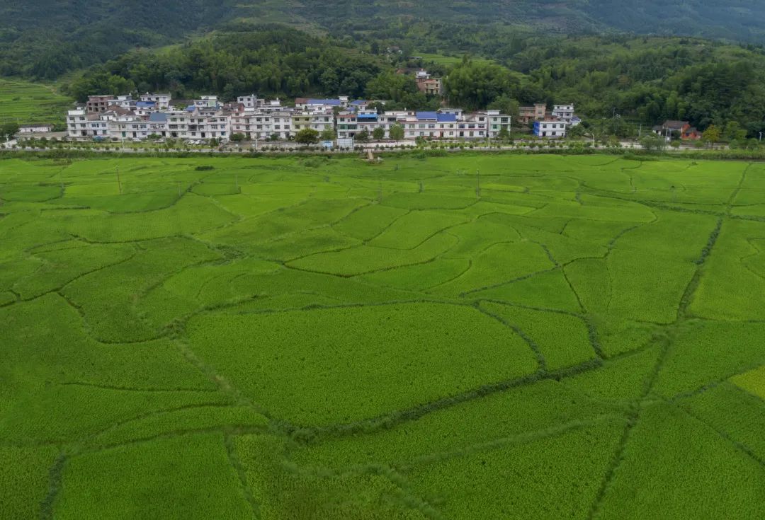 富硒富锌大米武功稻香(富硒优质大米)-硒宝网