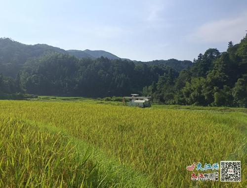 宜春温汤硒品富硒大米（江西宜春温汤富硒大米）-硒宝网