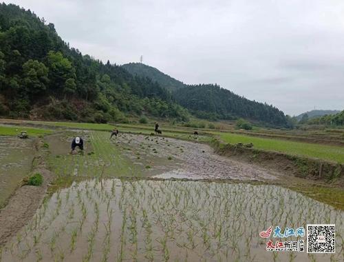 宜春温汤硒品富硒大米（江西宜春温汤富硒大米）-硒宝网