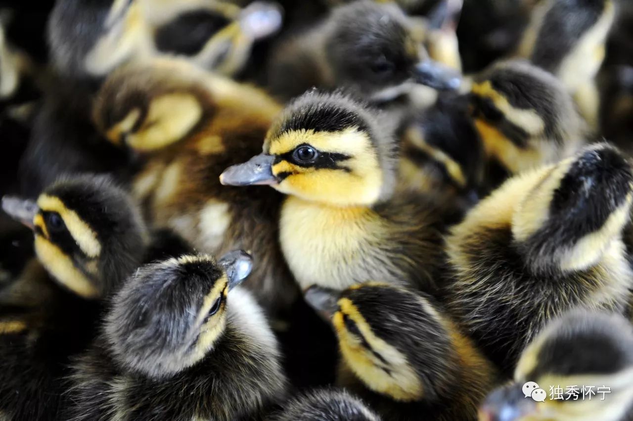 北京有机富硒大米交易（富硒大米市场分析）-硒宝网