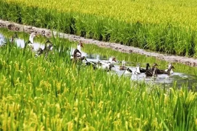 江苏如皋长寿富硒大米(苏皋长寿富硒大米价格)-硒宝网