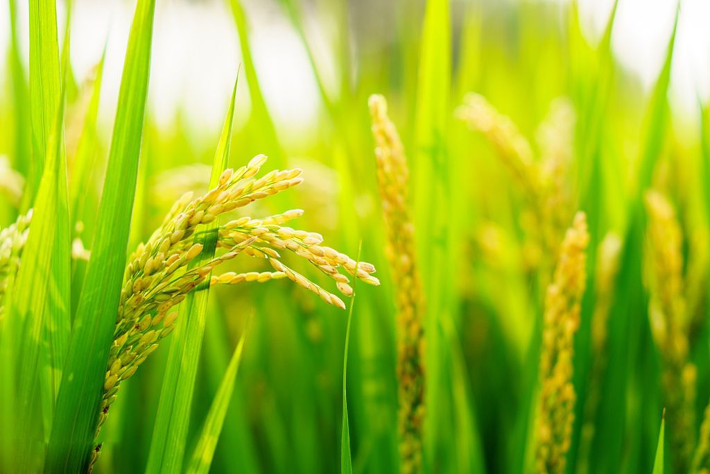 江苏如皋长寿富硒大米(苏皋长寿富硒大米价格)-硒宝网