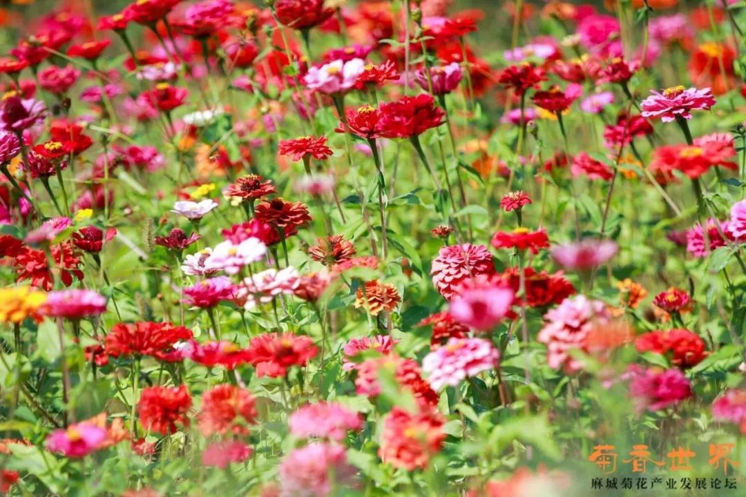 京山富硒大米产自哪里(富硒优质大米)-硒宝网