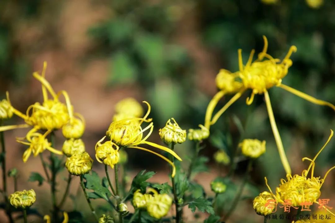 京山富硒大米产自哪里(富硒优质大米)-硒宝网