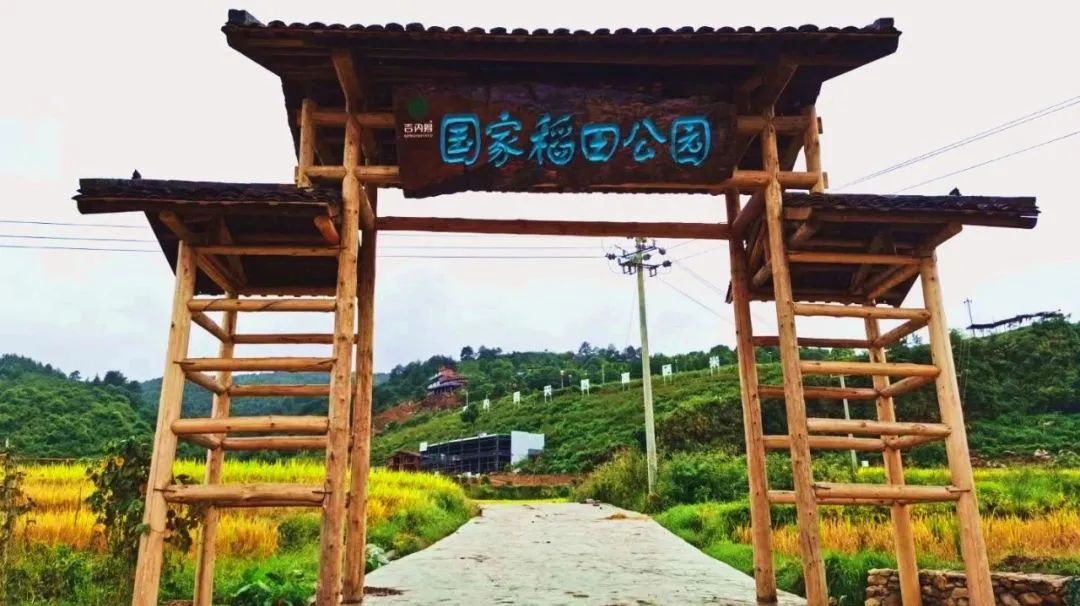 京山富硒大米产自哪里(富硒大米哪里产的好)-硒宝网