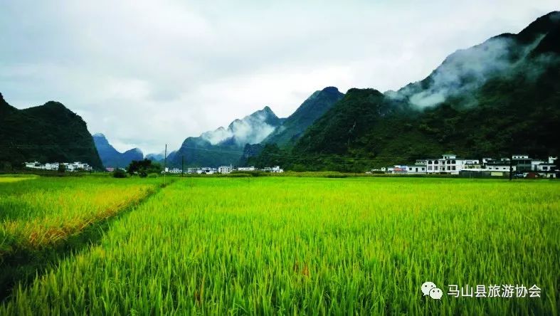 广西哪有富硒大米种植(大米广西种植富硒有哪些品种)-硒宝网