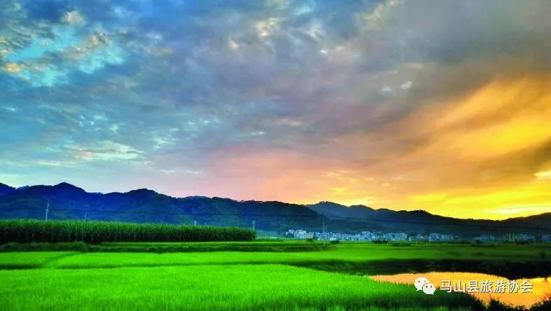 广西哪有富硒大米种植(大米广西种植富硒有哪些品种)-硒宝网