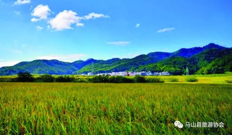 广西哪有富硒大米种植(大米广西种植富硒有哪些品种)-硒宝网