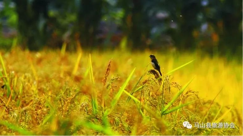 广西哪有富硒大米种植(大米广西种植富硒有哪些品种)-硒宝网