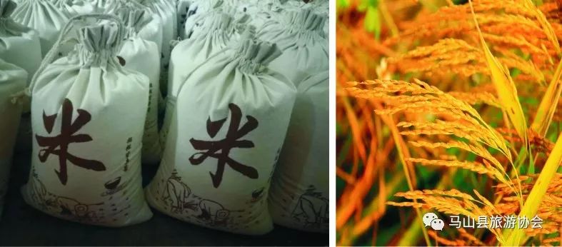 广西哪有富硒大米种植(大米广西种植富硒有哪些品种)-硒宝网