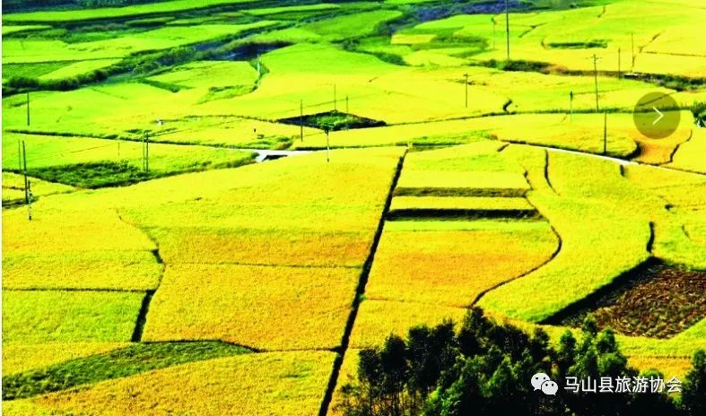 广西哪有富硒大米种植(大米广西种植富硒有哪些品种)-硒宝网