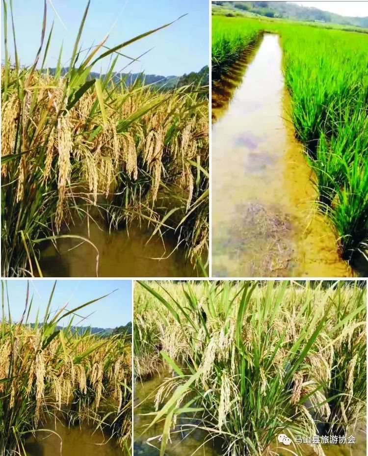 广西哪有富硒大米种植(大米广西种植富硒有哪些品种)-硒宝网