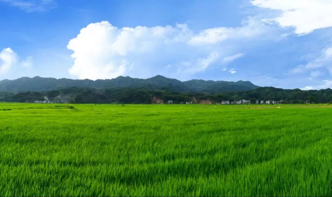 江西宜春富硒大米得奖（江西宜春大米怎么样）-硒宝网