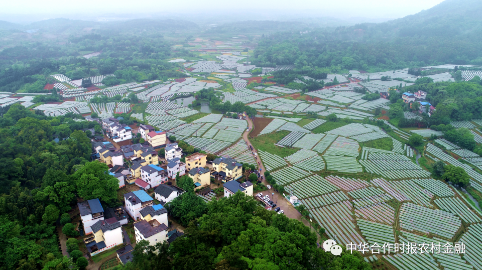 广西哪有富硒大米种植(广西富硒米产地)-硒宝网