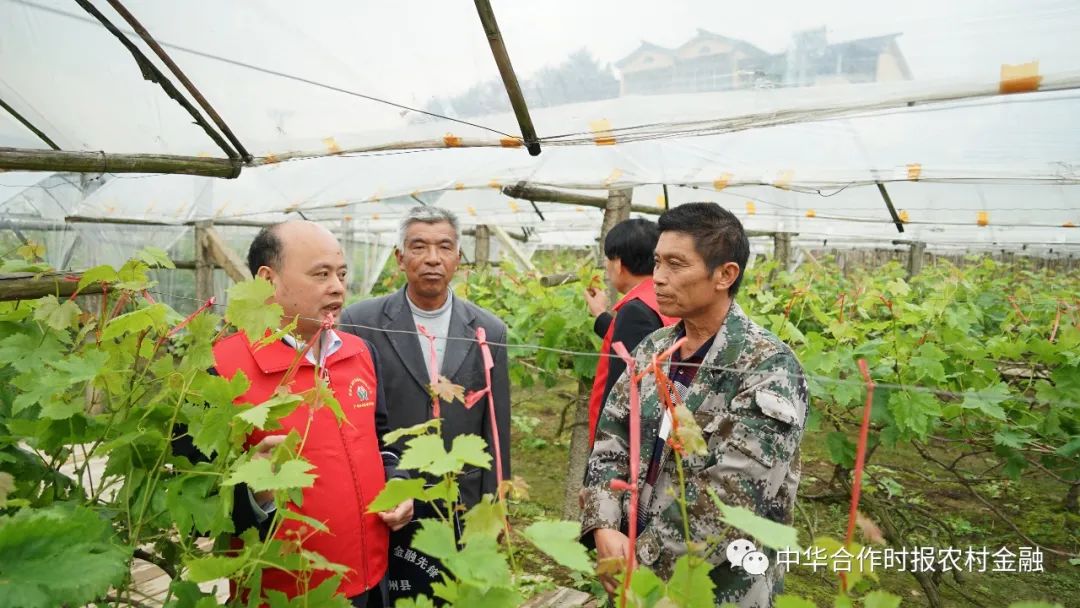 广西哪有富硒大米种植(广西富硒米产地)-硒宝网