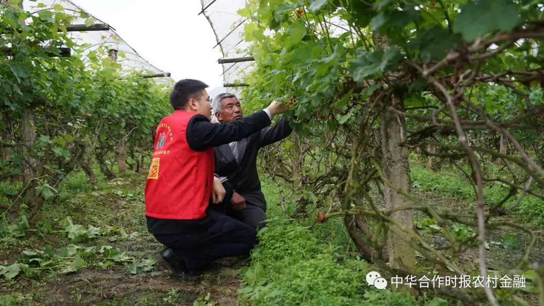 广西哪有富硒大米种植(广西富硒米产地)-硒宝网