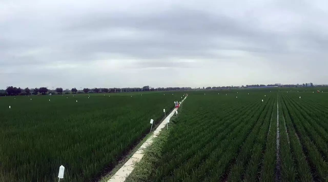 东北富硒大米种植价格(东北大米种植基地)-硒宝网