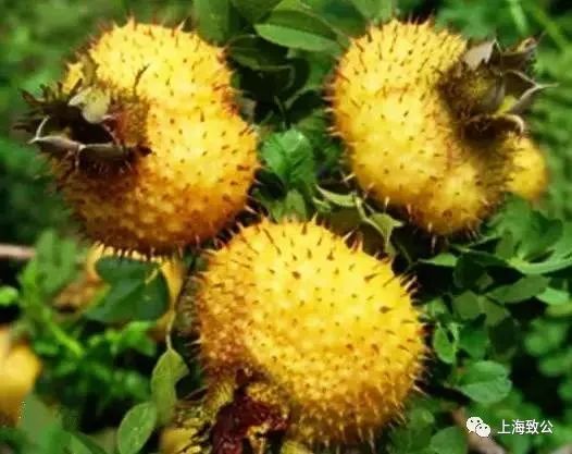 重庆富硒大米销售渠道(富硒大米市场分析)-硒宝网