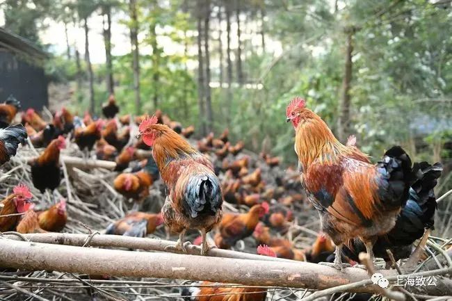 重庆富硒大米销售渠道(富硒大米市场分析)-硒宝网