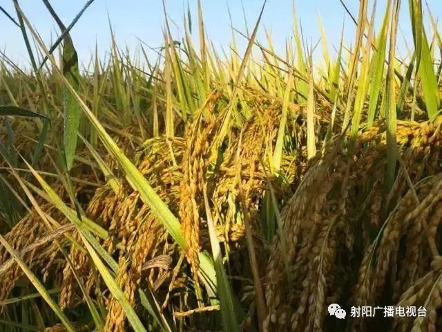 上海有机富硒大米品质(佳品富硒大米)-硒宝网