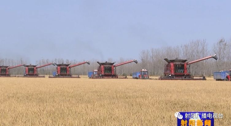 上海有机富硒大米品质(佳品富硒大米)-硒宝网