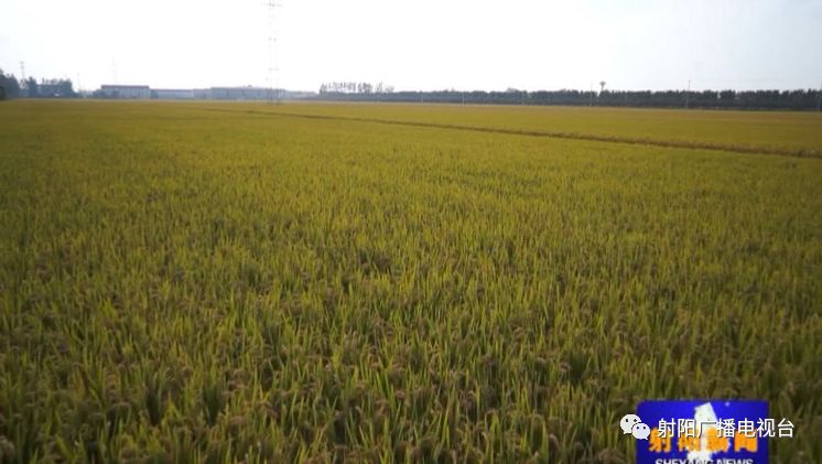 上海有机富硒大米品质(佳品富硒大米)-硒宝网