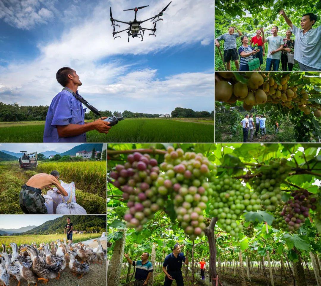 宜春富硒大米建设条件（宜春含硒大米）-硒宝网