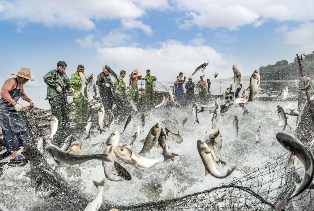 宜春富硒大米建设条件（宜春含硒大米）-硒宝网