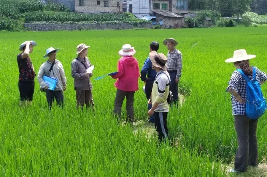 成都富硒大米产地运行（富硒大米哪里生产最好）-硒宝网
