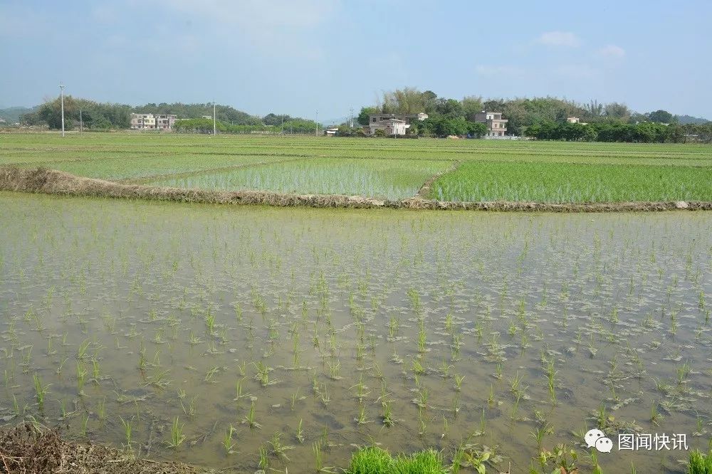 有机富硒大米种植流程(富硒大米种植成本)-硒宝网