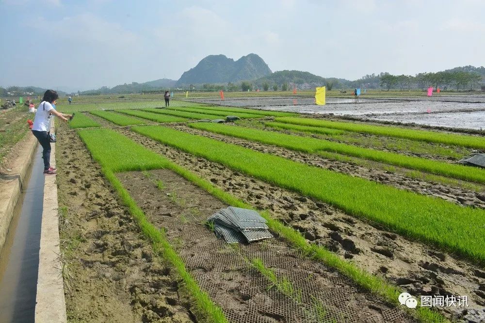 有机富硒大米种植流程(富硒大米种植成本)-硒宝网