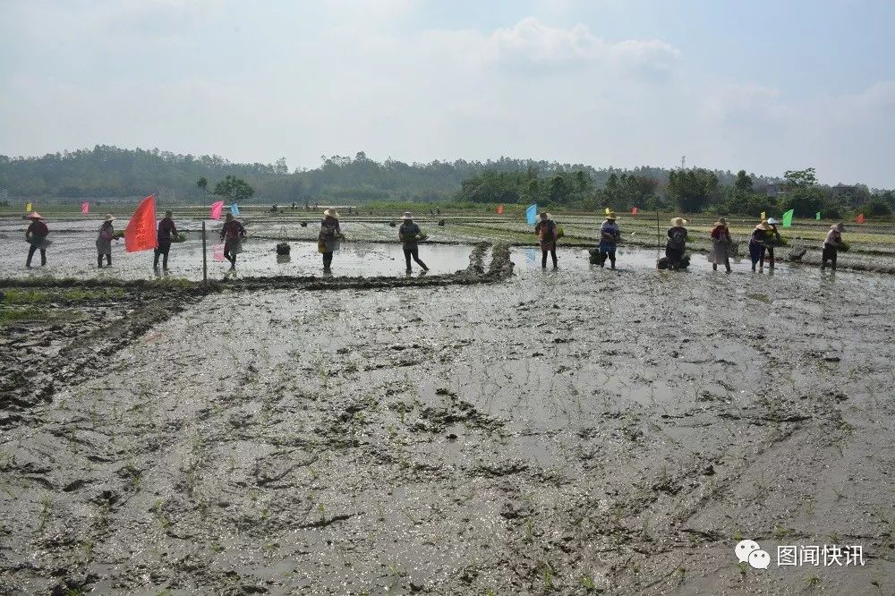 有机富硒大米种植流程(富硒大米种植成本)-硒宝网