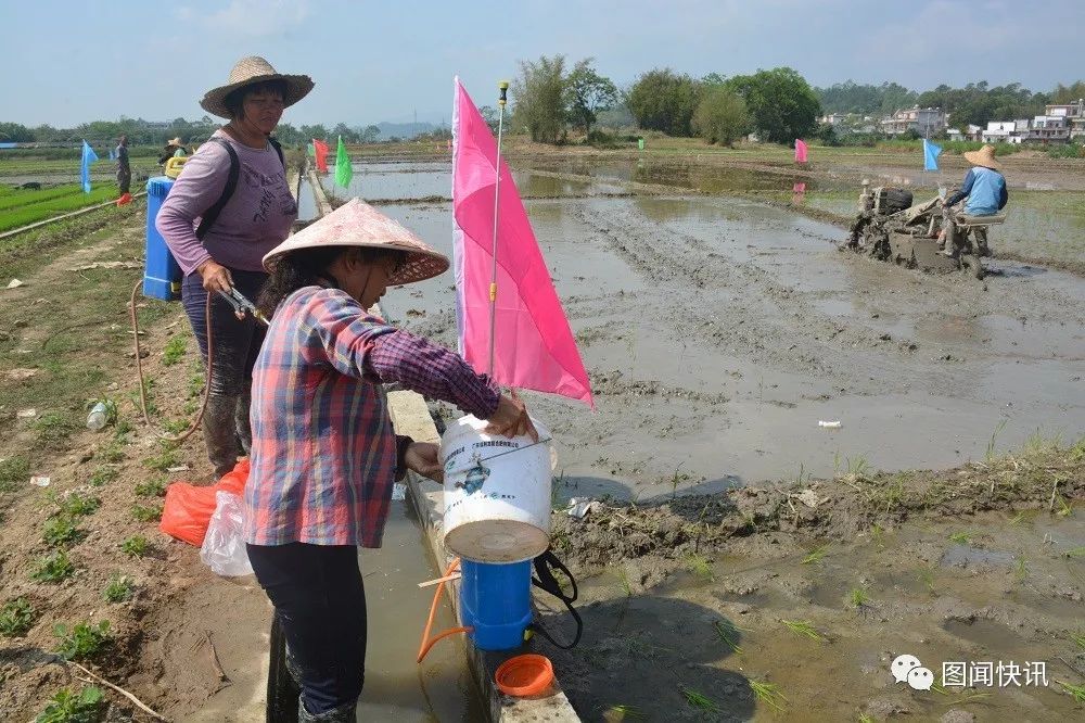 有机富硒大米种植流程(富硒大米种植成本)-硒宝网