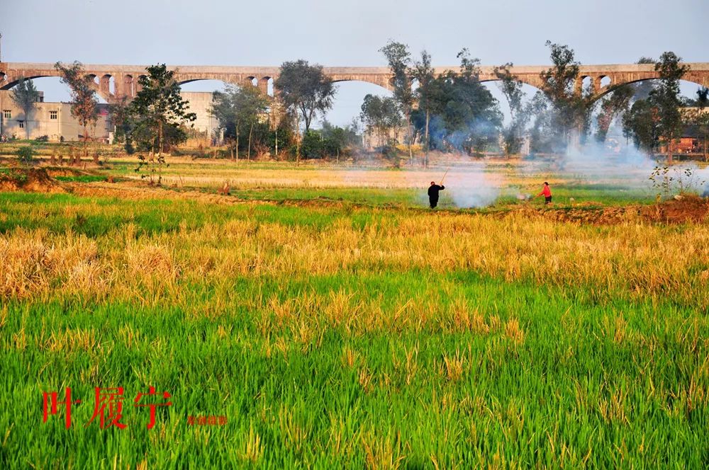 成都富硒大米产地运行(成都大米厂家)-硒宝网