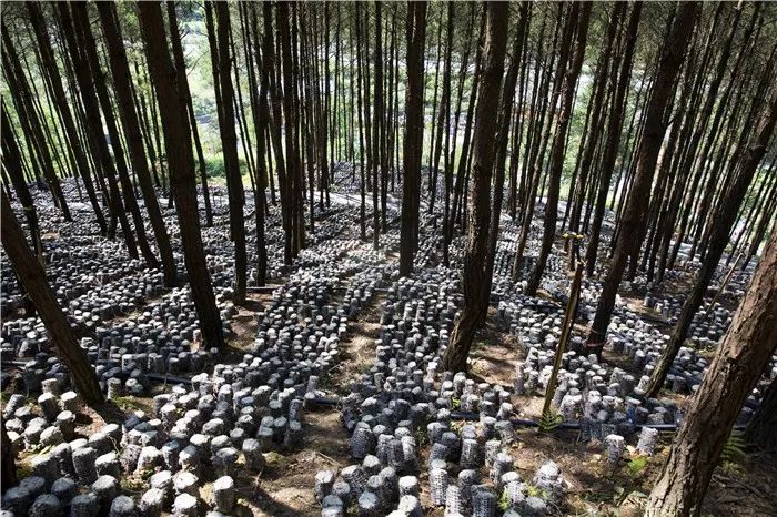 成都富硒大米产地运行(成都大米厂家)-硒宝网