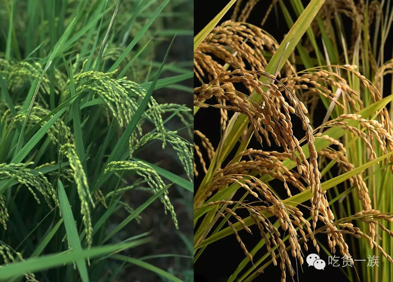 富硒大米产地湖北恩施（湖北富硒大米之乡）-硒宝网