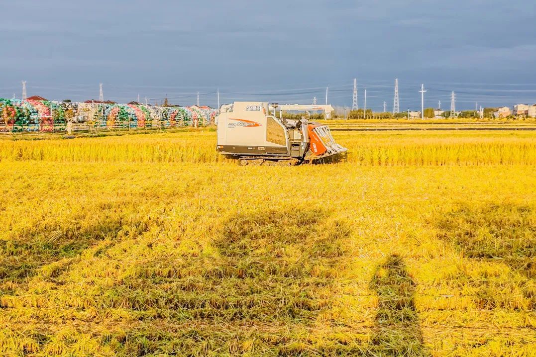 江苏富硒大米含量标准(大米含量江苏标准富硒多少)-硒宝网