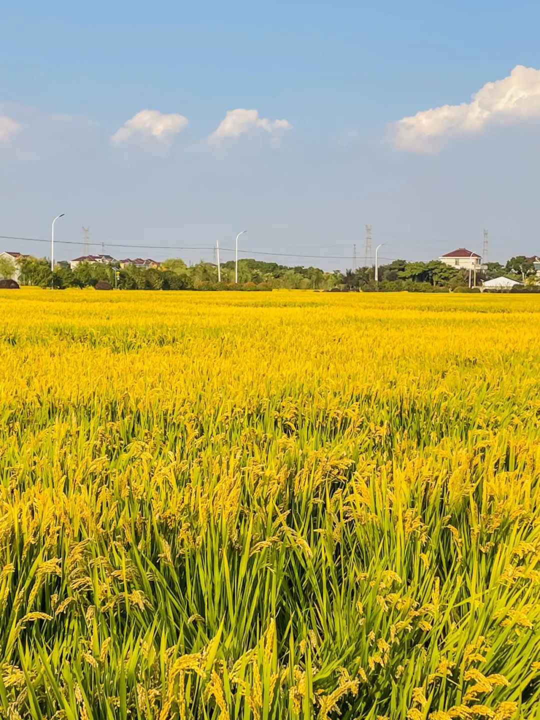 江苏富硒大米含量标准(大米含量江苏标准富硒多少)-硒宝网