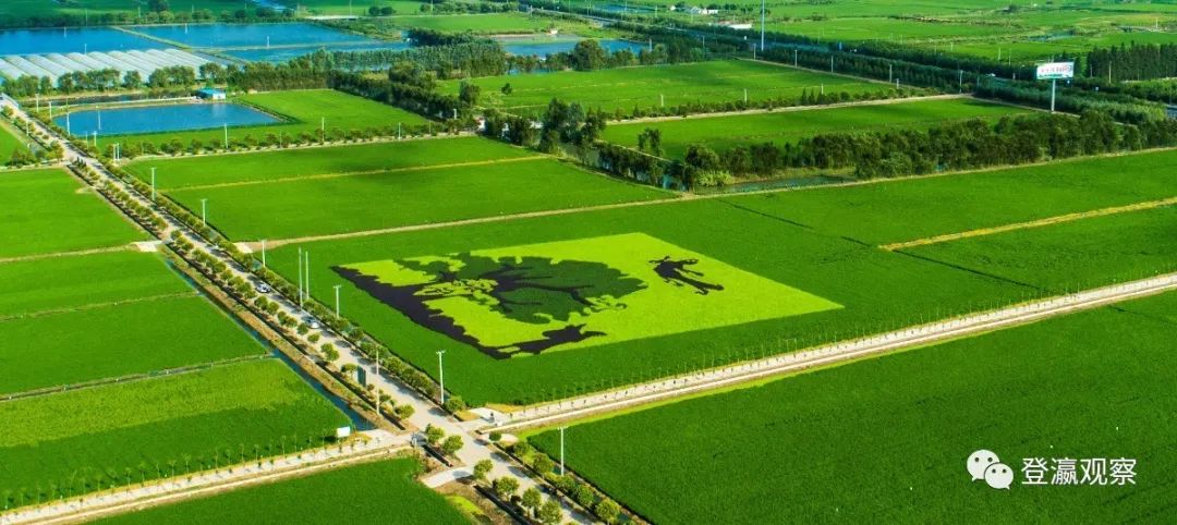 射阳富硒大米生长周期（富硒大米种植）-硒宝网