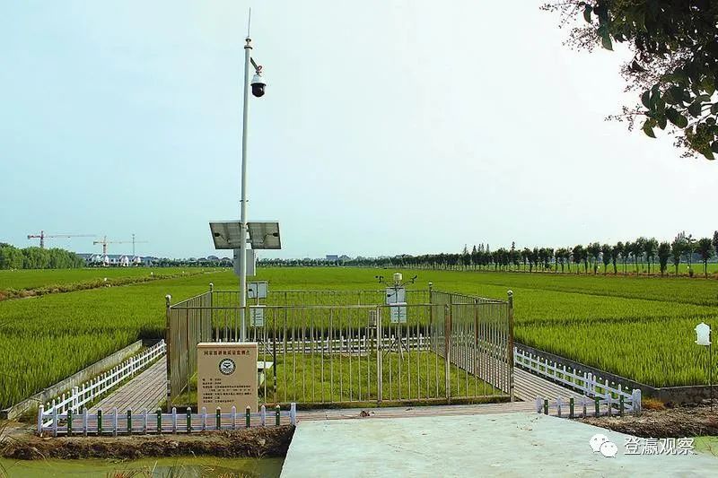 射阳富硒大米生长周期（富硒大米种植）-硒宝网