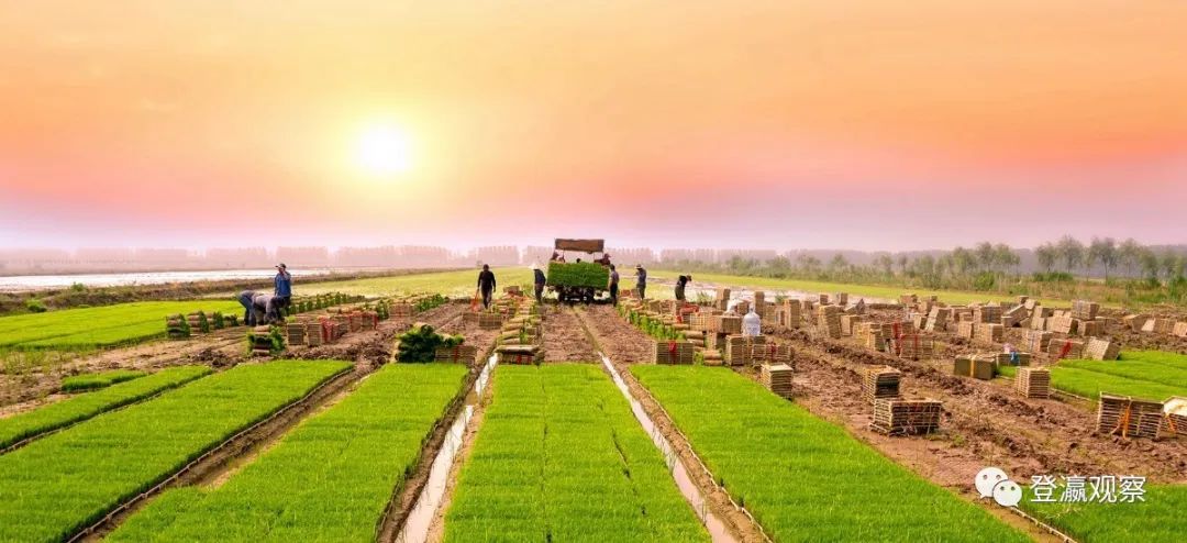 射阳富硒大米生长周期（富硒大米种植）-硒宝网