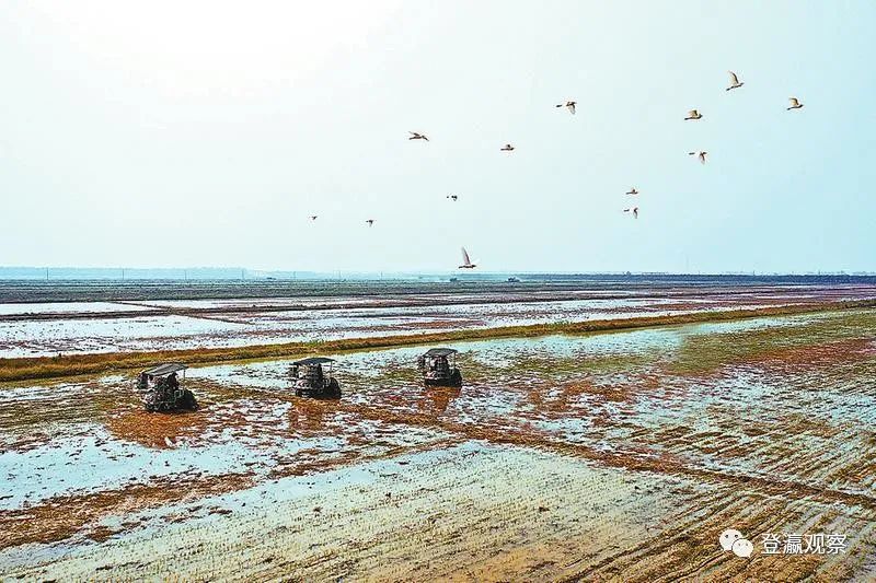 射阳富硒大米生长周期（富硒大米种植）-硒宝网