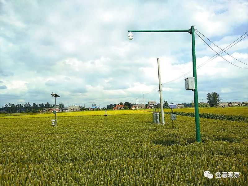 射阳富硒大米生长周期（富硒大米种植）-硒宝网